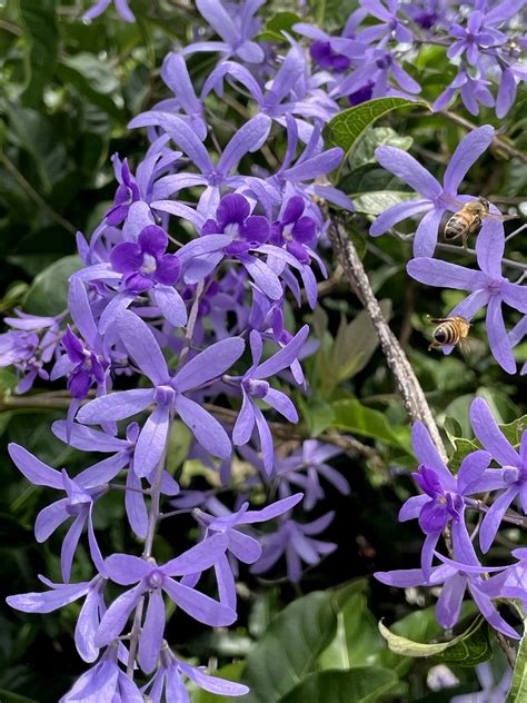 許願藤風水|錫葉藤、藍花藤，紫絨花、紙葉藤、許願藤 – 菁芳園綠。